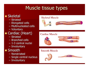 Muscles: types, functions and characteristics - Sonny's Muscles